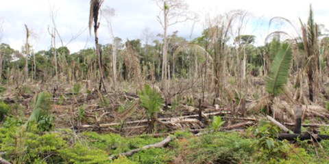 Zone défrichée près de la colonie de Gedeão, Sul de Lábrea, Amazonas, Brésil © Ana Aranha, A Publica