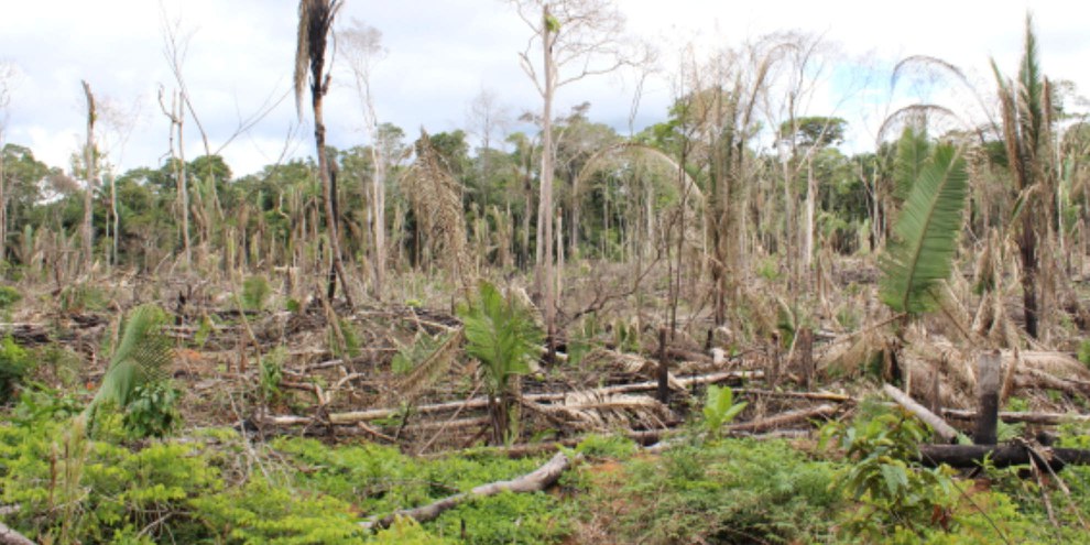 Zone défrichée près de la colonie de Gedeão, Sul de Lábrea, Amazonas, Brésil © Ana Aranha, A Publica