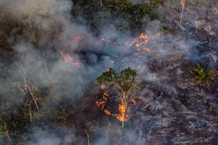 Protégez l'Amazonie et les peuples autochtones