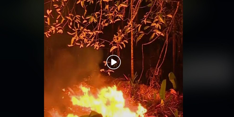 Du bétail élevé illégalement en Amazonie