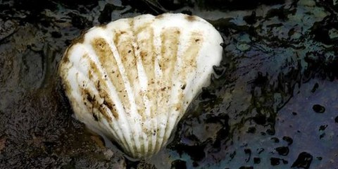 Shell n'a pas respecté les droits humains et la protection de l'environnement lors de l'exploitation pétrolière au Nigeria. @ AI