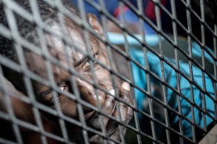 Les gouvernements européens complices d'un vaste système d'abus et d'exploitation