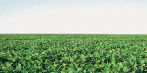 Un paysage uniforme et monotone: 2,6 millions d’hectares sont passés à la culture intensive du soja génétiquement modifié. © Reto Sonderegger