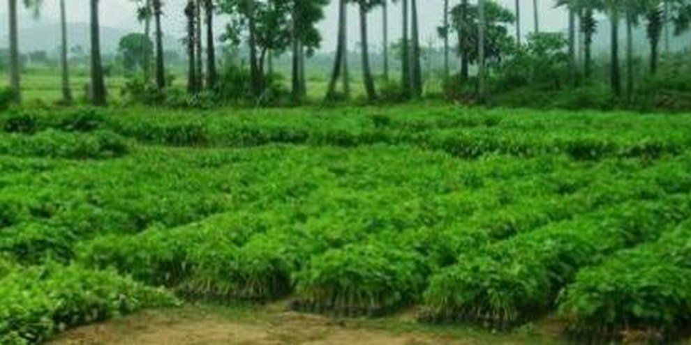 Huit mille hectares seront bientôt couverts d’agrocarburants, comme ici le jatropha. British Petroleum et le gouvernement indien ont passé un accord prévoyant 9,4 millions de dollars d’investissements sur dix ans. © Manshi Asher