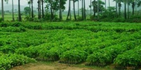 Huit mille hectares seront bientôt couverts d’agrocarburants, comme ici le jatropha. British Petroleum et le gouvernement indien ont passé un accord prévoyant 9,4 millions de dollars d’investissements sur dix ans. © Manshi Asher