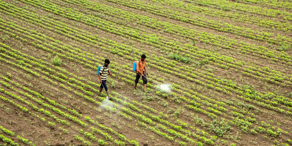En 2017, dans le district indien de Yavatmal, des centaines de paysan·ne·s ont été victimes d’intoxication après avoir pulvérisé des pesticides sur des champs de coton. ©Shutterstock / CRS photo