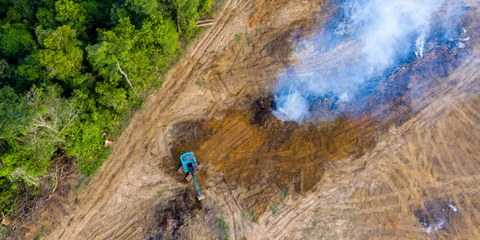 La forêt amazonienne brésilienne subit de plein fouet la déforestation. Elle est notamment abattue pour faire place aux plantations de palmiers à huile et d’hévéas, dont est extrait un latex utilisé pour faire le caoutchouc. ©Shutterstock/ Richard Whitcombe