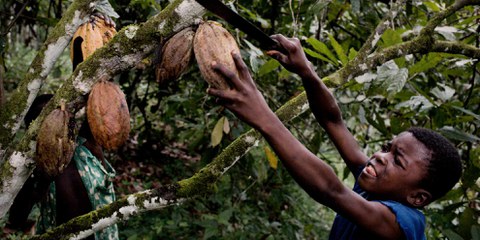 Plusieurs pays ont déjà adopté une législation basée sur les principes directeurs des Nations unies, comme les Pays-Bas, en 2017, contre le travail des enfants. Ici, dans une plantation de cacao en Côte d’Ivoire. ©Daniel Rosenthal/ Laif
