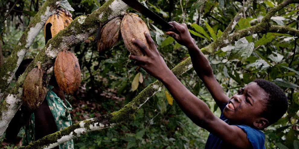 Plusieurs pays ont déjà adopté une législation basée sur les principes directeurs des Nations unies, comme les Pays-Bas, en 2017, contre le travail des enfants. Ici, dans une plantation de cacao en Côte d’Ivoire. ©Daniel Rosenthal/ Laif
