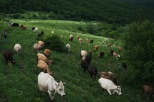 Des barbelés dans la vallée