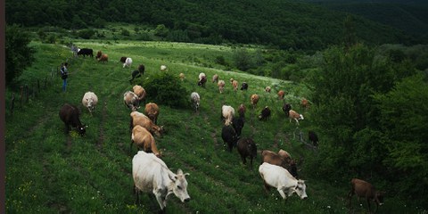 D’apparence idyllique, les collines de la petite république autoproclamée d’Ossétie du Sud sont le théâtre de tensions. © Julien Pétrel/MYOP