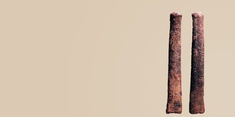 Peut-être le plus ancien instrument de calcul au monde : l’os d’Ishango, trouvé au Congo, fait actuellement partie de la collection de l’Institut royal belge des sciences naturelles. © agefotostock/IMAGO