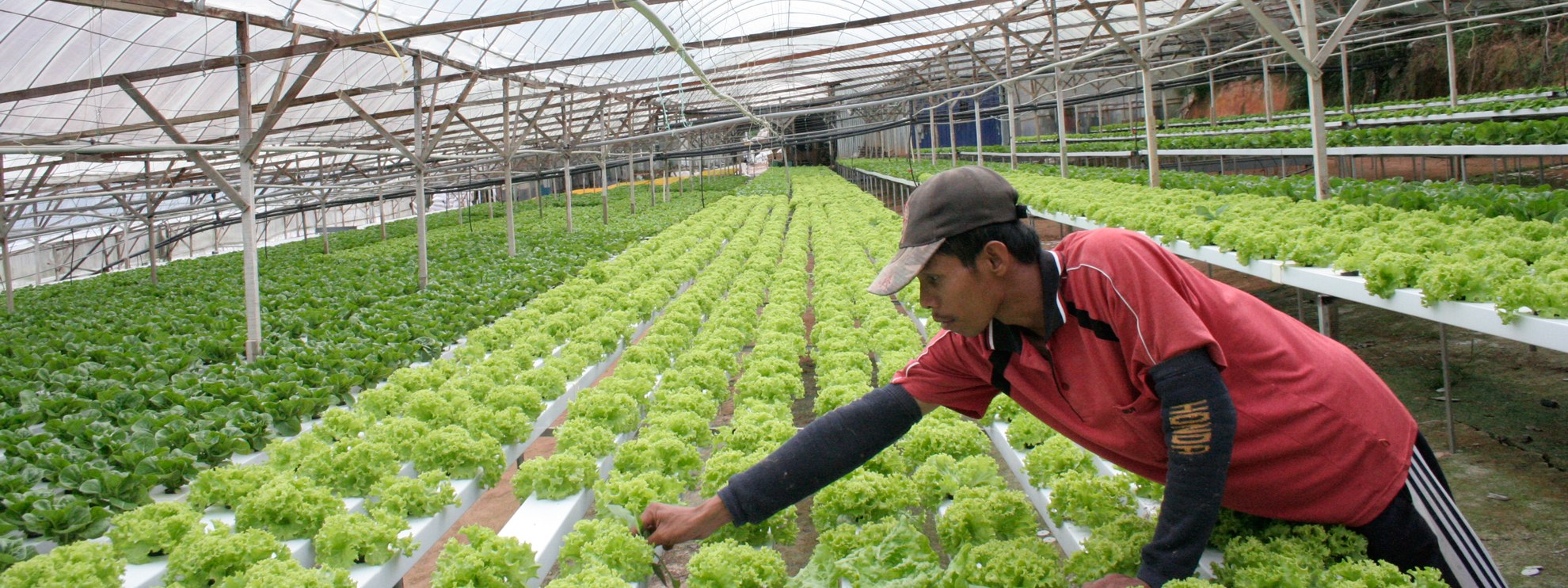 Migrant travaillant dans des plantations de Cameron en Malaisie. © Amnesty International