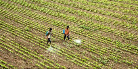 Nel 2017, nel distretto indiano di Yavatmal, centinaia di contadini sono stati vittime di intossicazioni dopo aver sparso dei pesticidi sui campi di cotone. ©Shutterstock / CRS photo