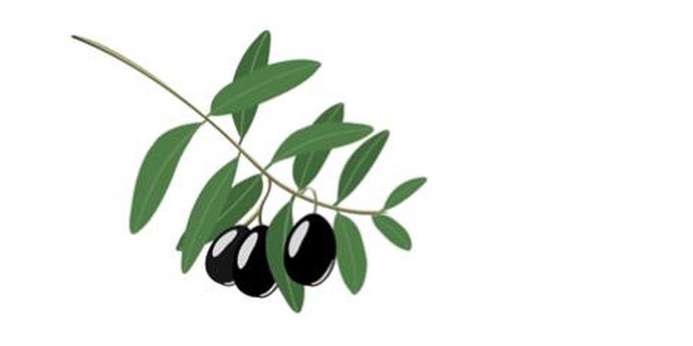 Un ramo d’ulivo come segno di solidarietà © istockphoto.com