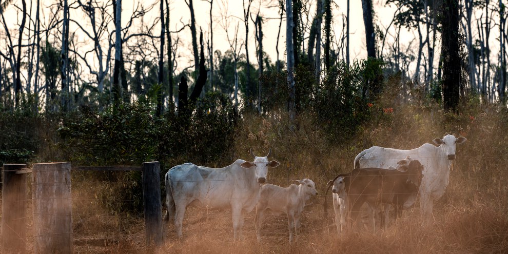 Queste mucche pascolano su un appezzamento di terreno all'interno dell'area indigena di Manoki nello stato del Mato Grosso nell'Amazzonia brasiliana, agosto 2019. © Marizilda Cruppe/Amnesty International