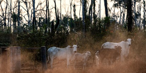 Queste mucche pascolano su un appezzamento di terreno all'interno dell'area indigena di Manoki nello stato del Mato Grosso nell'Amazzonia brasiliana, agosto 2019. © Marizilda Cruppe/Amnesty International