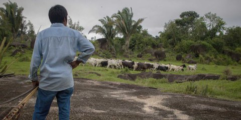 Un indigeno sorveglia il bestiame nelle vicinanze del territorio degli Uru-Eu-Wau-Wau, nello stato di Rondônia. I pascoli illegali sono uno dei principali motivi della deforestazione dell’Amazzonia. © Gabriel Uchida