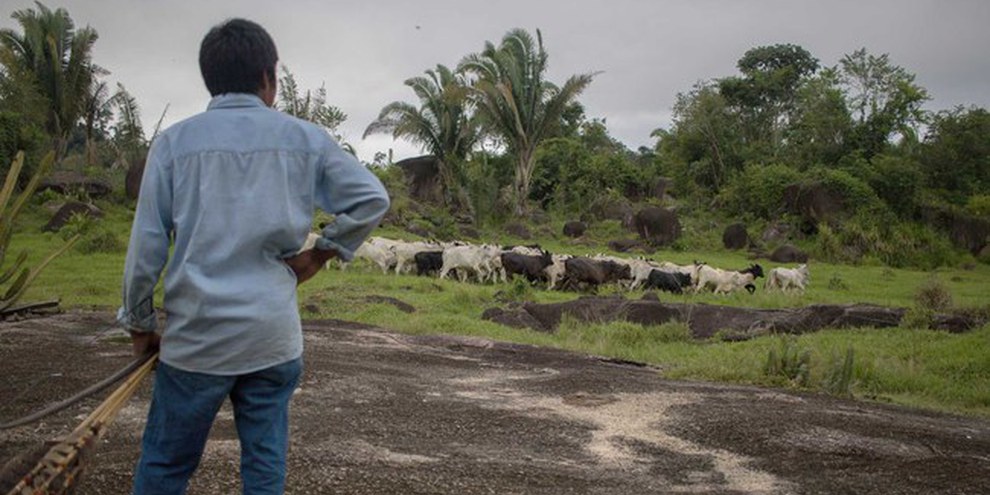Un indigeno sorveglia il bestiame nelle vicinanze del territorio degli Uru-Eu-Wau-Wau, nello stato di Rondônia. I pascoli illegali sono uno dei principali motivi della deforestazione dell’Amazzonia. © Gabriel Uchida